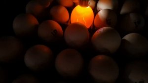 Посылка с инкубационным яйцом Мини Мясных палевых кур от Валерия Трушникова