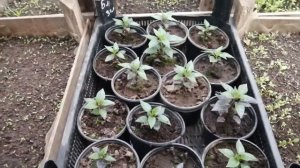 Перец декоративный️ "Чёрная жемчужина" подводим итоги️