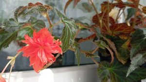 Бегония Беллекония Салмон (Begonia Belleconia Salmon)