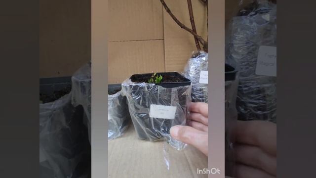 Распаковка посылки с гортензиями и жимолостью.