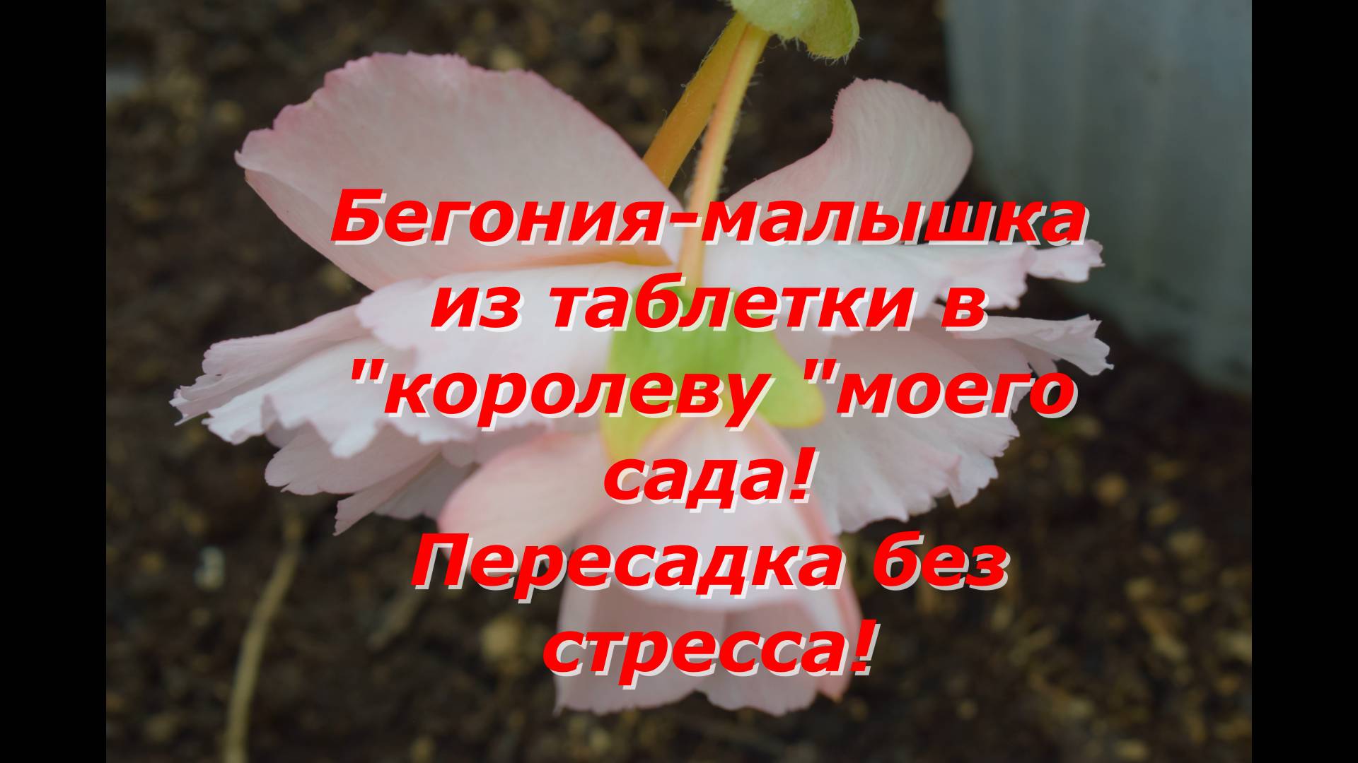 БЕГОНИЯ-МАЛЫШКА из таблетки в королеву моего сада !Пикировка перевалка бегонии #цветы #бегония