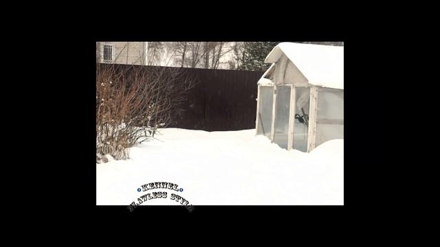 Испанский мастиф смотреть онлайн