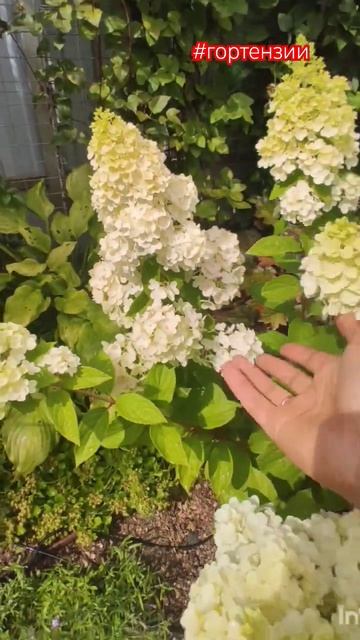 Обзор гортензий в моём саду: Бобо, Меджикал Килиманджаро, Вимс Ред и Диамантино.