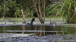 В пойме Яузы (Мытищинские плавни). Утки, лысухи, поганка (чомга).