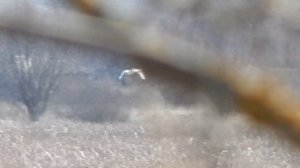 Лебеди 28.03.2024 год