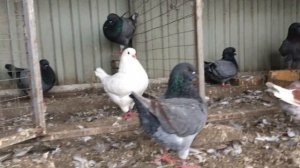 Голуби кинги KING PIGEONS 2020