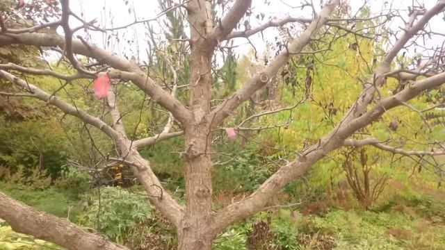 7 октября 2017 г. смотреть онлайн