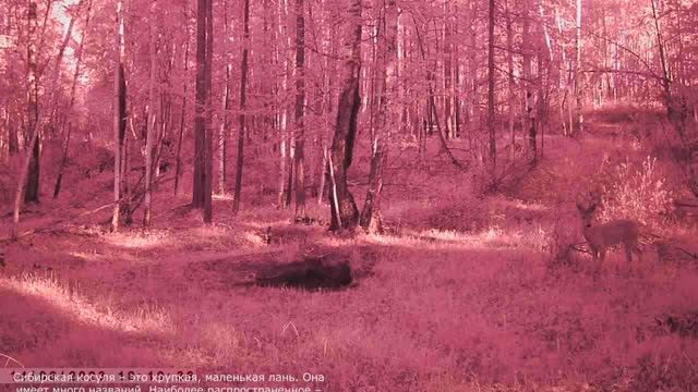 ДИКАЯ ПРИРОДА СИБИРСКИЕ КОСУЛИ смотреть онлайн