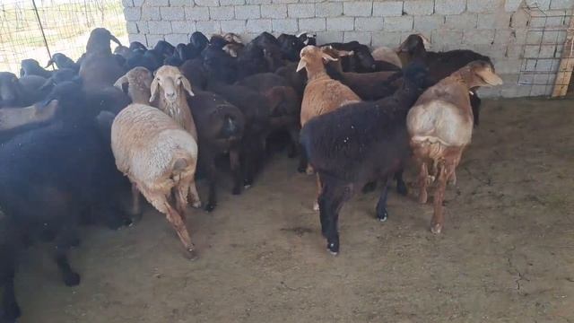 Қозыларды Қойдан неге бөлдік ? Қозыларды енесінен ажырату.
