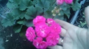 Мой самый любимый сорт пеларгонии "Rosalinda"