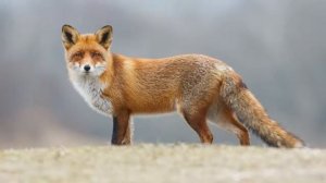 Голоса и звуки диких животных России для детей