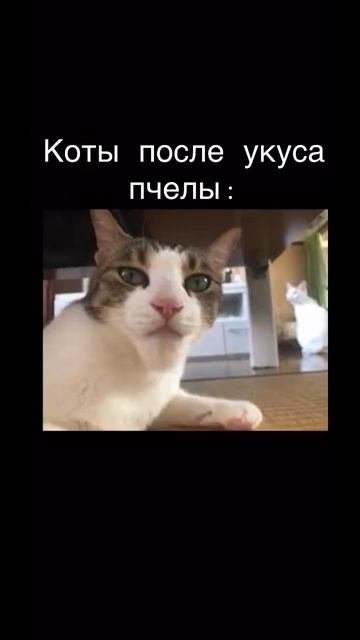собаки после укуса пчелы коты которых укусила пчела