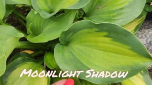 Хоста сорт Moonlight Shadow.... покорила мое сердце....#hosta#moonlightshadow#хоста#сорт#
