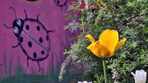 Сладкий стол и выпуск шаров