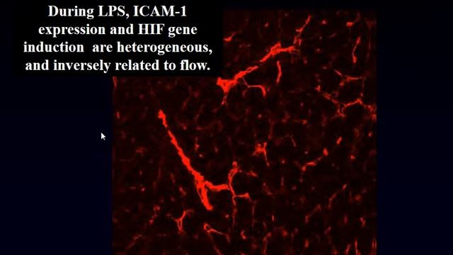 Microcirculatory variables De Backer Daniel