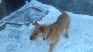 Когда зимой хочешь на коп