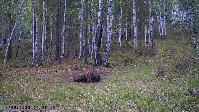 РЫСЬ ЗАЯЦ КОСУЛИ смотреть онлайн