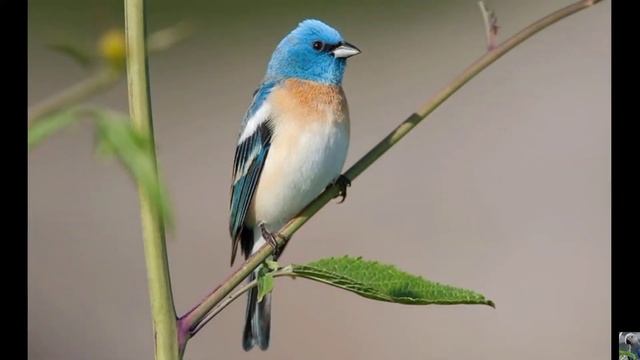 Лазурный овсянковый кардинал (англ. Lazuli bunting)