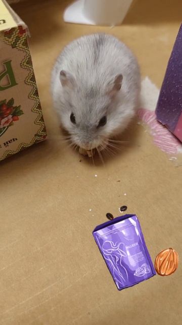 И снова мой хомяк ест 🐹😄🍴 Джунгарик грызет семечки #хомячки  #джунгарскийхомяк