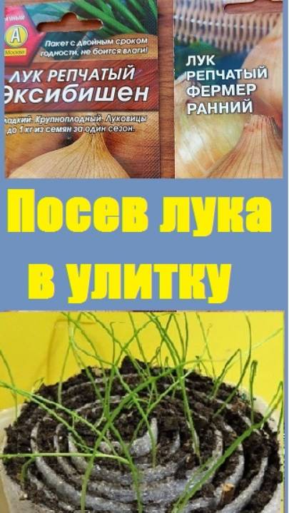 ПОСЕВ ОДНОЛЕТНЕГО ЛУКА в улитки - лучший способ вырастить качественную рассаду!