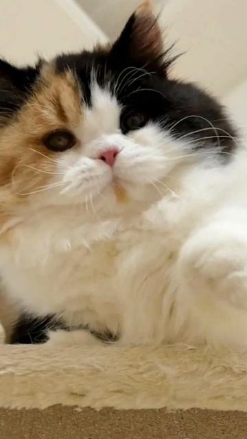 😻😻😻 #cutepet #cat #котки #kitten #cuteanimal #котики #котэ #котик #мем #catlover