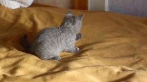 Первые шаги по уходу за котенком