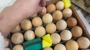Решетка для яиц в инкубатор. Мои куры гуляют в любую погоду.