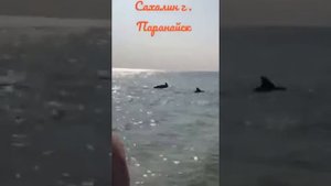 Дельфины на Сахалине!