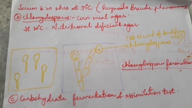 Bsc(MLT) 3rd year Students - Lab Diagnosis of Candida albicans- Part-4.