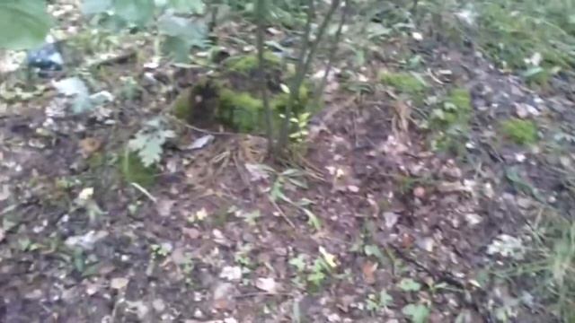 В лес за белыми грибами , сезон 2017 смотреть онлайн