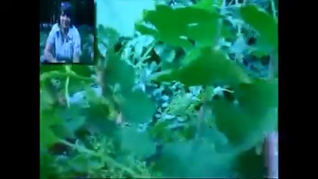 Уход за виноградом . Часть2 смотреть онлайн