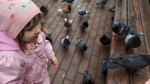 Таня с папой кормит голубей 🕊️ Бесстрашные голуби едят семечки сразу с руки