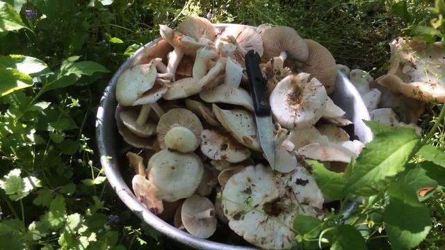 Початок грибного сезону. смотреть онлайн