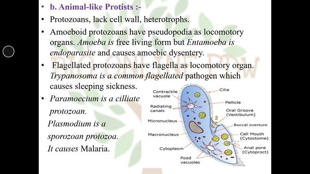 11th Biology, Chapter -2 Systematics of Living Organisms ,Part -1 смотреть онлайн