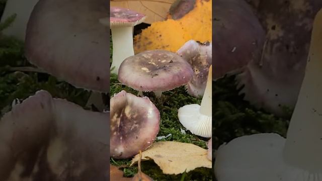 Сыроежка ломкая (Russula fragilis) short #shorts смотреть онлайн