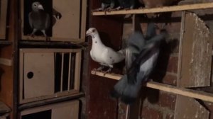 Голуби Дракони