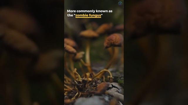 Did You Know The Zombie Fungus In The Last Of Us Is Real ? #shorts
