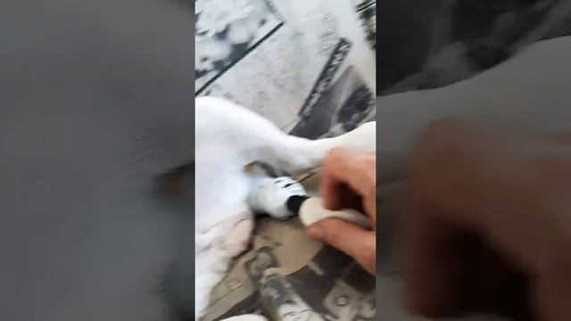 Атерома. Как защитить рану на хвосте?