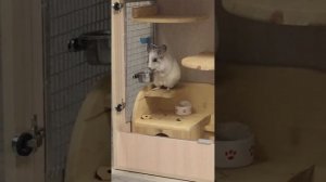 Шиншилла выкидывает еду