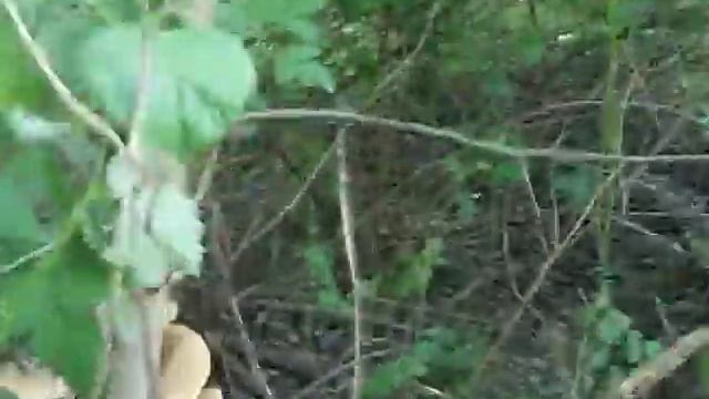 100 2494 смотреть онлайн