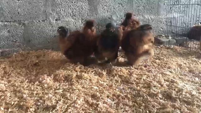 Red habeş ( silkie bantam) 2021 смотреть онлайн