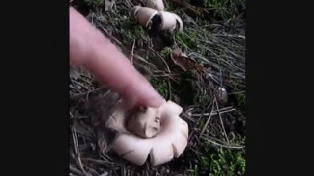 Geastrum.wmv смотреть онлайн