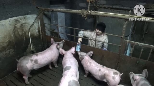 Быки выживают в - 38 в Сибири на улице! Уличное содержание быков на откорм!