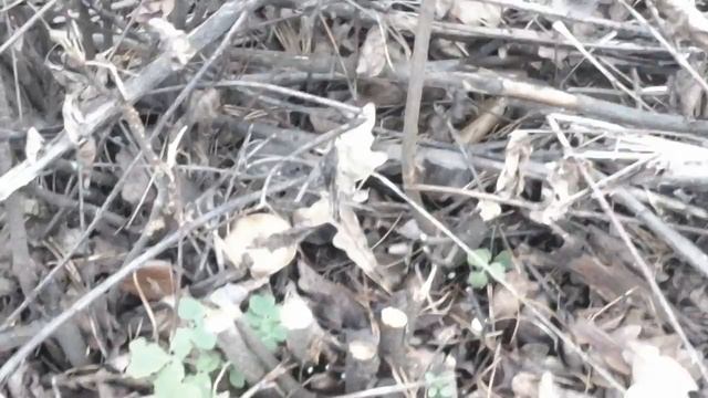 собираем опята смотреть онлайн