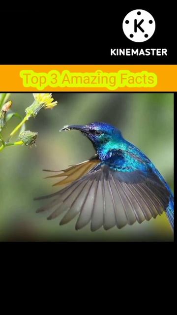Top 3 Animal Interesting facts ll Amazing facts#shorts смотреть онлайн