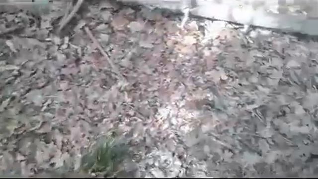 В светлом лесу легко собирать грибы .In the light of the forest is easy to pick mushrooms. смотреть онлайн