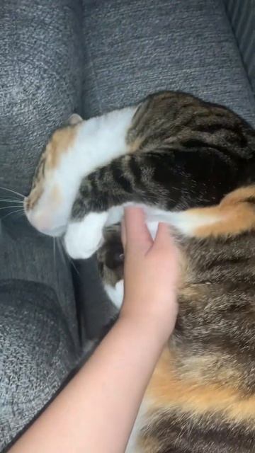 #cat #catlovers #cats #catlover #catshorts #petlovers #catvideo #kitty #catvideos #cat