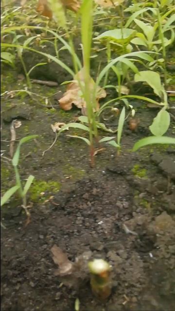 Посмотрим что получилось!!! #роза #shorts смотреть онлайн