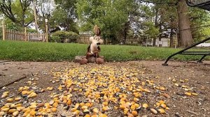 Wile E. Coyote vs Squirrels