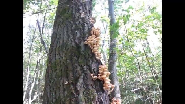 Урожай опят,собираю. смотреть онлайн